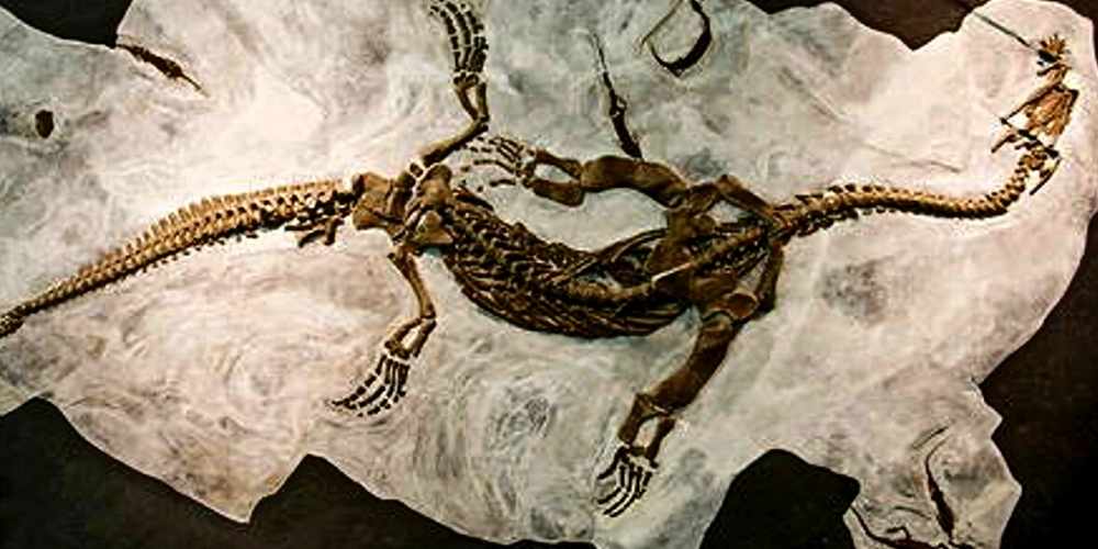 Fossil Fauna and Flora